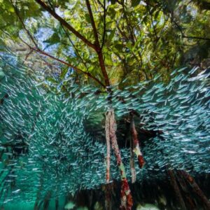 Un ecosistema que resiste a los tsunamis y lucha contra el cambio climático: ¿Por qué está desapareciendo?