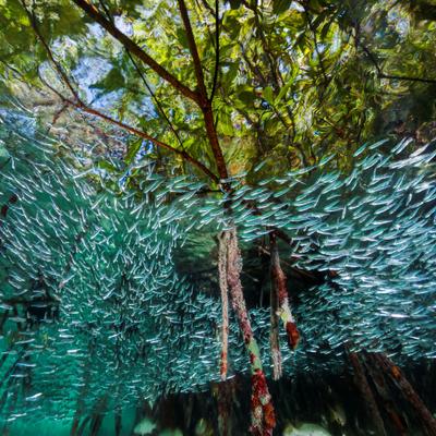 Un ecosistema que resiste a los tsunamis y lucha contra el cambio climático: ¿Por qué está desapareciendo?