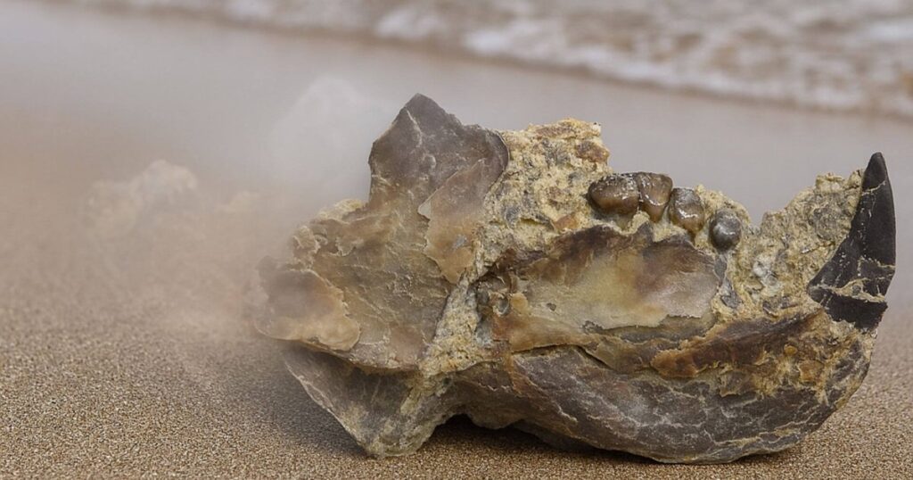 Un estudiante descubre por casualidad en la playa un mamífero prehistórico de 145 millones de años