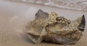 Un estudiante descubre por casualidad en la playa un mamífero prehistórico de 145 millones de años