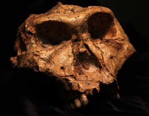Una ventana proteica hacia la vida del homínido Paranthropus robustus