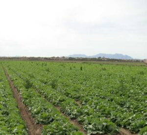 Vía para lograr vacunas más eficaces para plantas sin modificar sus genes