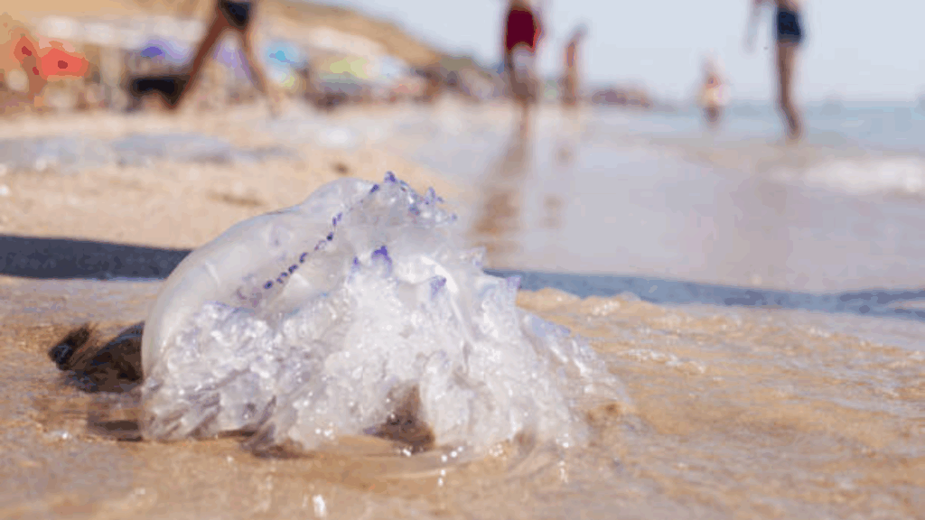 aguamalas causarían brotes de bañistas