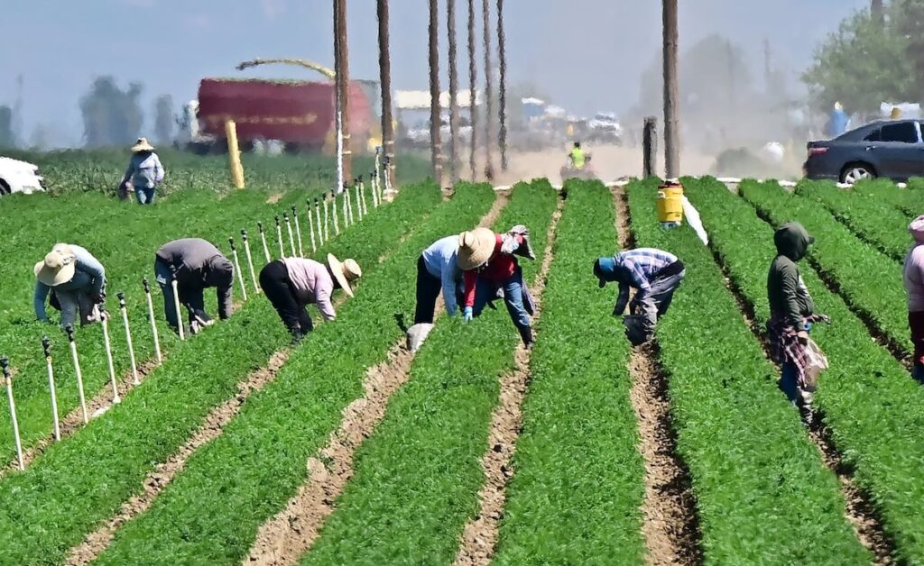 así dañan las redadas de inmigración la economía de EEUU