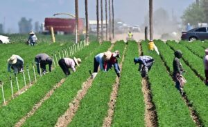 así dañan las redadas de inmigración la economía de EEUU