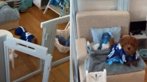 crece la tendencia de diseñar miniapartamentos para perros