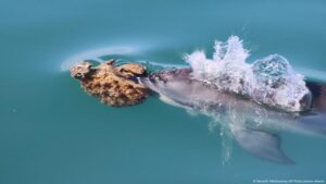 delfines usan esponjas para cazar – DW – 16/07/2025