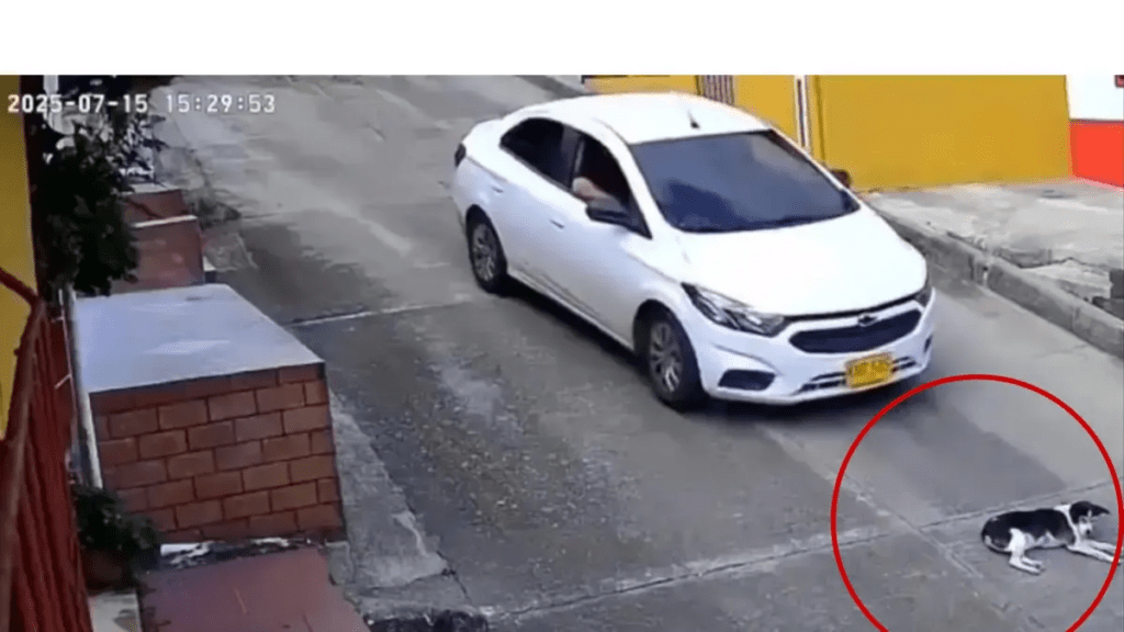 el animal murió en l hecho y la comunidad exige justicia