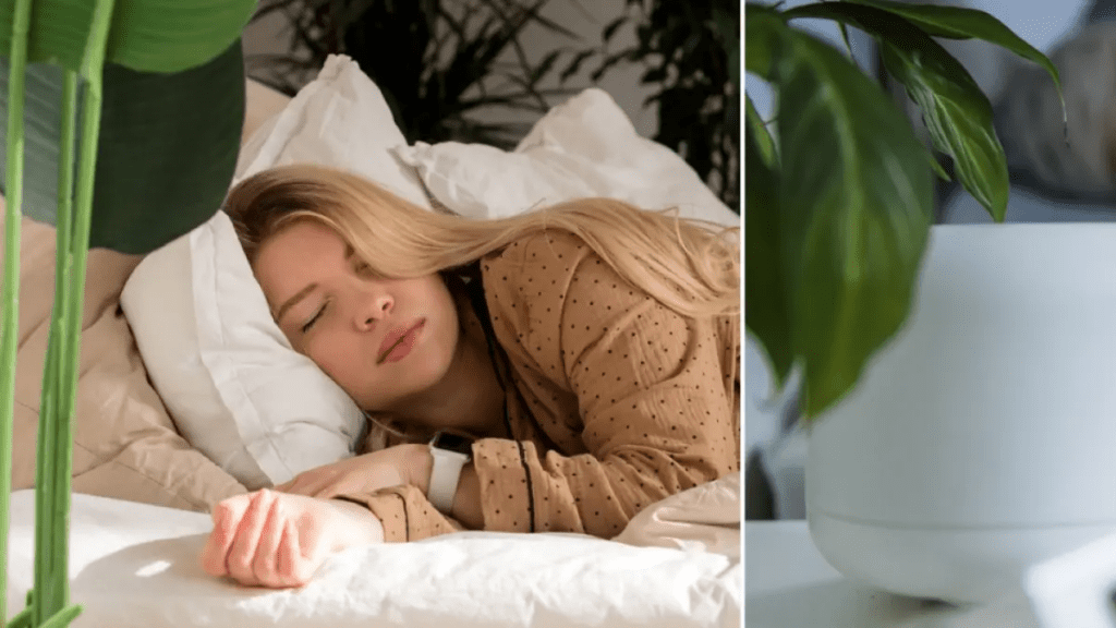 ideales para amenizar su habitación y dormir profundamente