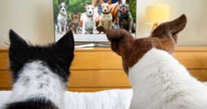 los perros tienen preferencias de TV según su carácter (y esto es lo que más les atrae)