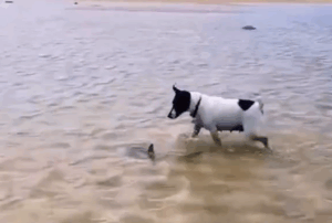 perrito vio a un tiburón martillo bebé en la playa y esta fue su reacción (VIDEO)