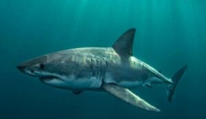 ¿A dónde se fueron los tiburones blancos? La misteriosa desaparición que tiene en alerta a los océanos