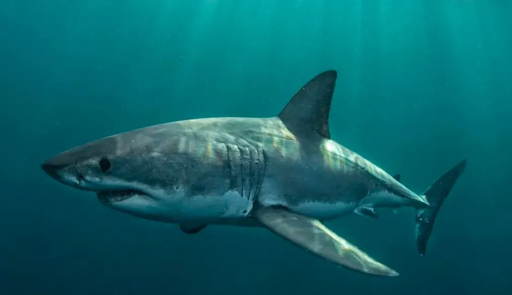 ¿A dónde se fueron los tiburones blancos? La misteriosa desaparición que tiene en alerta a los océanos
