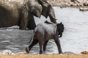 ¿Cómo se estima la edad de los animales?