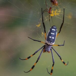 ¿Cuántas especies de arañas hay en el planeta? La respuesta de la ciencia es sorprendente