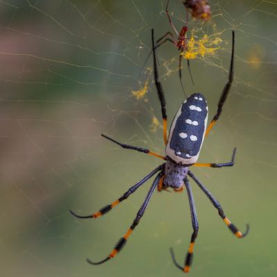 ¿Cuántas especies de arañas hay en el planeta? La respuesta de la ciencia es sorprendente