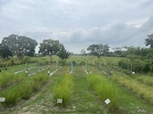 ¿Cumplirá el Fondo de Cali con los mil millones de dólares para la biodiversidad? : IPS Agencia de Noticias
