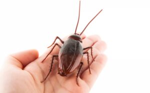 ¿Problemas con cucarachas? Estas plantas las mantienen lejos de la casa