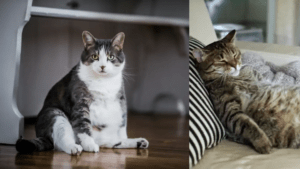 ¿Qué es la bolsa que cuelga del vientre de los gatos? Explicación y función natural