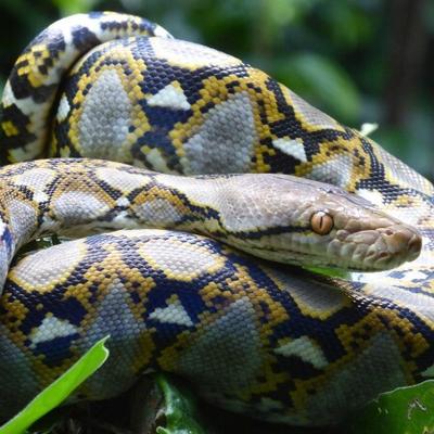 ¿Qué serpientes son capaces de comer a un ser humano? Descúbrelo en el Día Mundial de la Serpiente