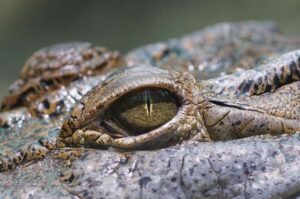 ¿Qué son las lágrimas de cocodrilo?