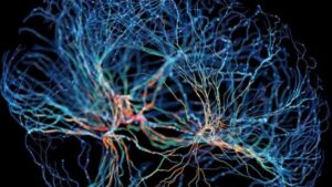 ¿Se pueden extraer los recuerdos de los fallecidos? Esto es lo que respondieron los neurocientíficos