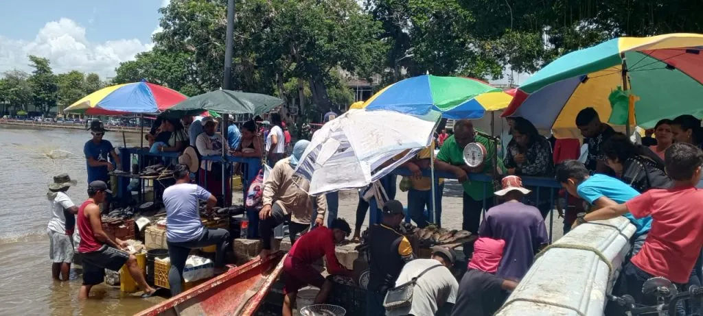 A 350 bolívares el kilo de bocachico