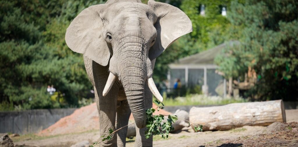 Abuelo murió pisoteado por un elefante que irrumpió en su jardín y había matado a otro hombre el día anterior