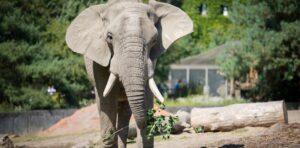 Abuelo murió pisoteado por un elefante que irrumpió en su jardín y había matado a otro hombre el día anterior