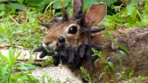 Alerta en EEUU por la aparición de conejos con tentáculos en la cabeza