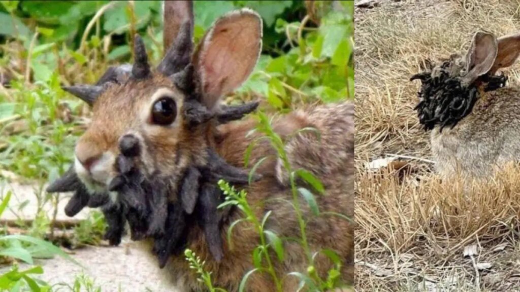 Alerta en Estados Unidos por conejos con ‘tentáculos’ y ‘cuernos’ en la cabeza: ¿por qué?