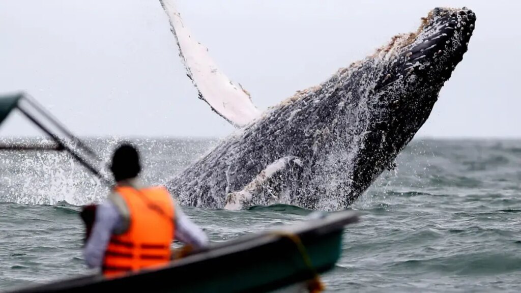 Alerta por ballenas perseguidas y acorraladas en Buenaventura, Valle