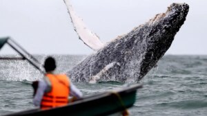 Alerta por ballenas perseguidas y acorraladas en Buenaventura, Valle