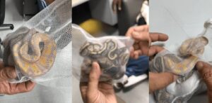 Arrestan a hombre en Bangkok por intentar contrabandear tres pitones en su ropa interior (Fotos) – AlbertoNews