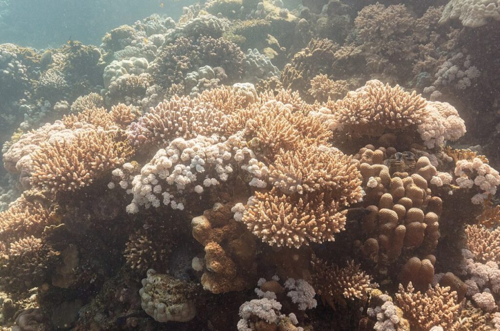 Aumento de la temperatura del mar pone en riesgo los corales de Venezuela