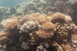 Aumento de la temperatura del mar pone en riesgo los corales de Venezuela