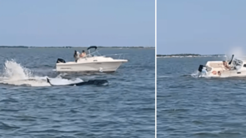 Ballena muere en la costa de Nueva Jersey después de chocar con una lancha