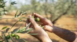 COAG niega un impacto arancelario al subir las exportaciones de aceite de oliva a EEUU un 14%