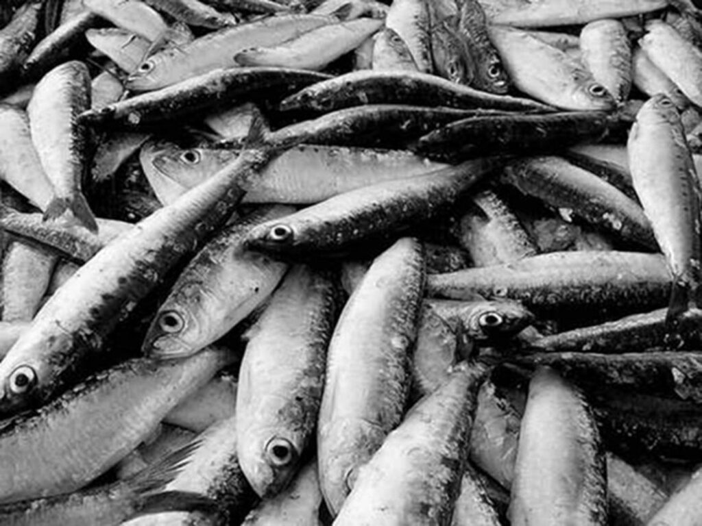 Cambio climático amenaza la producción de sardina en Sucre