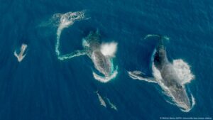 Científicos captan a ballenas y delfines jugando juntos – DW – 12/08/2025