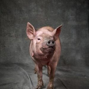 Científicos de China realizan el primer trasplante de pulmón de cerdo a humano