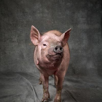 Científicos de China realizan el primer trasplante de pulmón de cerdo a humano