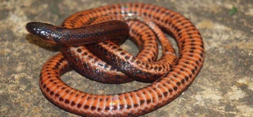 Científicos descubren nueva especie de serpiente en Los Andes