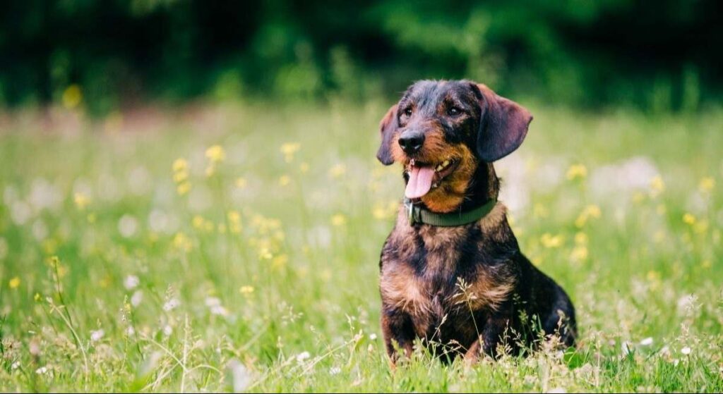 "Con estos perros hay que tener muchísimo cuidado en verano y tenerlos bien controlados"