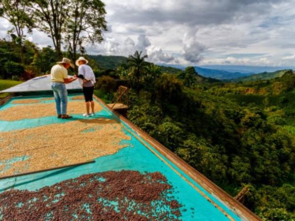 Crecen exportaciones de café colombiano en 2025 con Huila y Antioquia al frente | Agro | Economía