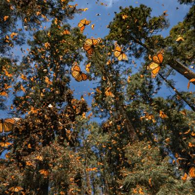 Cuál es el origen del efecto mariposa y por qué no es lo que crees