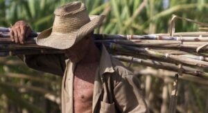 Cuba sufre un "desastre" al no alcanzar las 150.000 toneladas de azúcar, el peor dato en más de un siglo