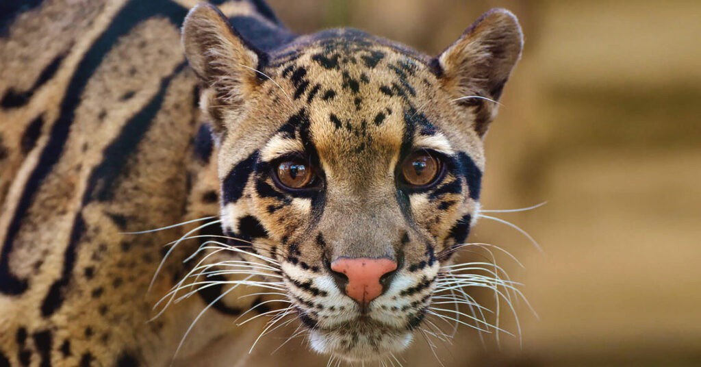 Día Internacional del Leopardo Nublado: una especie que merece ser vista