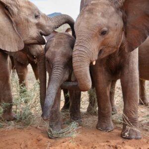 Día Mundial del Elefante: descubre cómo las “niñeras” cuidan a los bebés elefante cuando la mamá necesita ayuda