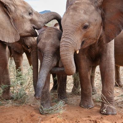 Día Mundial del Elefante: descubre cómo las “niñeras” cuidan a los bebés elefante cuando la mamá necesita ayuda